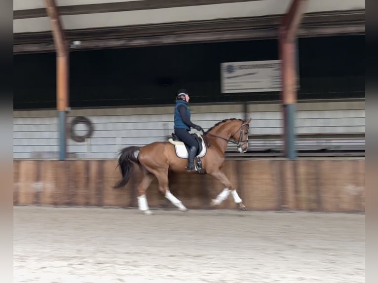 KWPN Wallach 8 Jahre 167 cm Dunkelfuchs in Oud Gastel