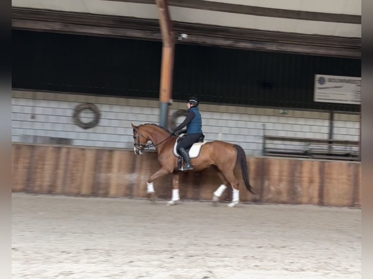 KWPN Wallach 8 Jahre 167 cm Dunkelfuchs in Oud Gastel