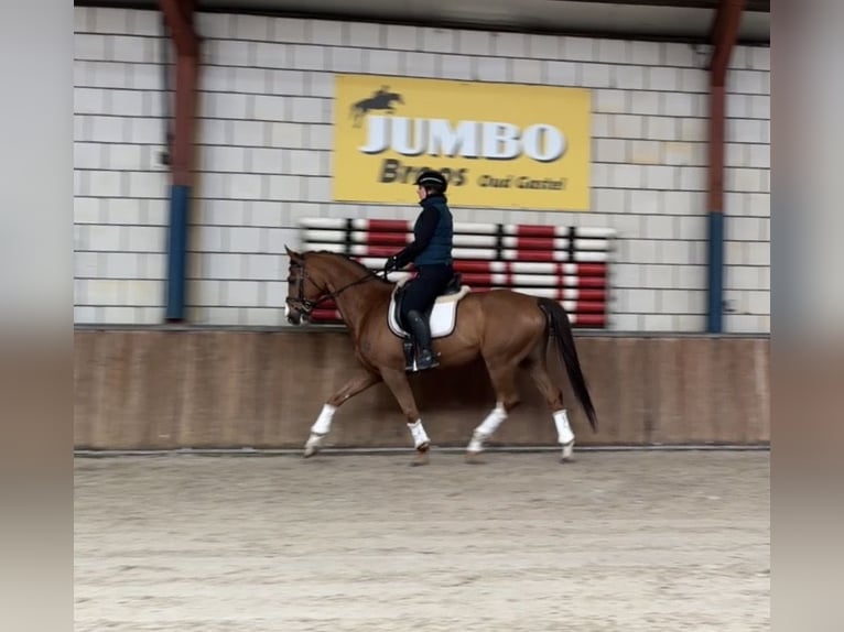 KWPN Wallach 8 Jahre 167 cm Dunkelfuchs in Oud Gastel