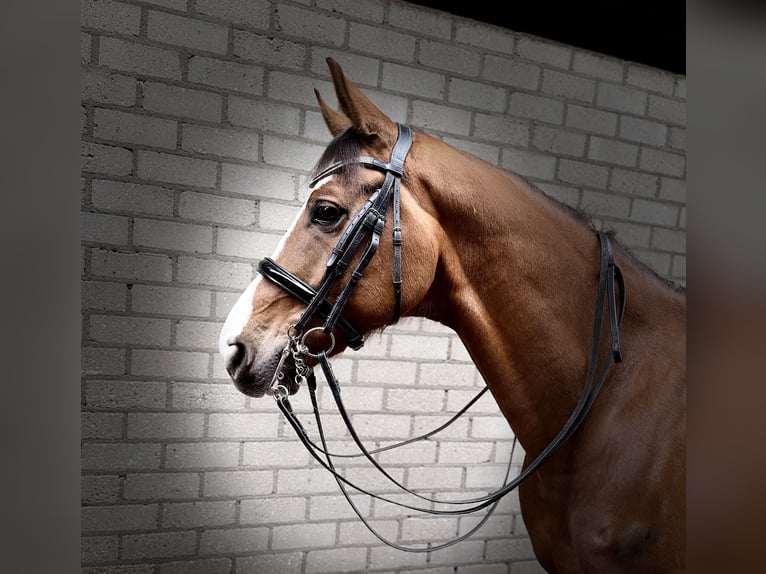 KWPN Wallach 8 Jahre 167 cm Dunkelfuchs in Oud Gastel