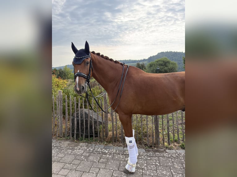 KWPN Wallach 8 Jahre 167 cm Fuchs in Haiger