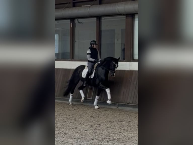 KWPN Wallach 8 Jahre 167 cm Rappe in Weert