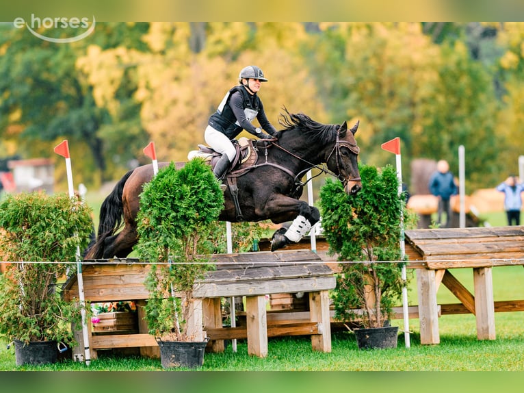 KWPN Wallach 8 Jahre 168 cm Dunkelbrauner in Koszalin