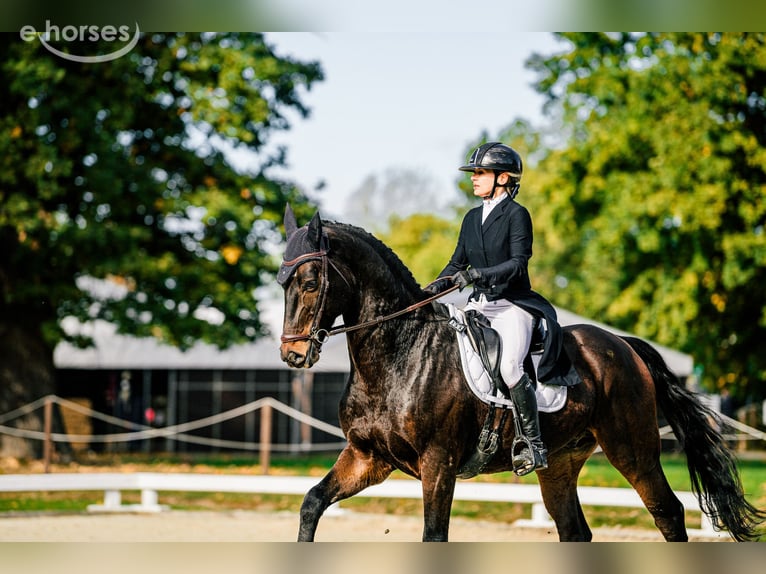 KWPN Wallach 8 Jahre 168 cm Dunkelbrauner in Koszalin