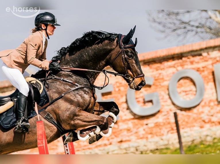 KWPN Wallach 8 Jahre 168 cm Dunkelbrauner in Koszalin