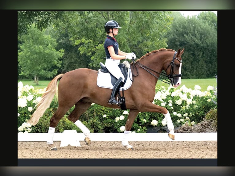 KWPN Wallach 8 Jahre 168 cm Fuchs in Asperen