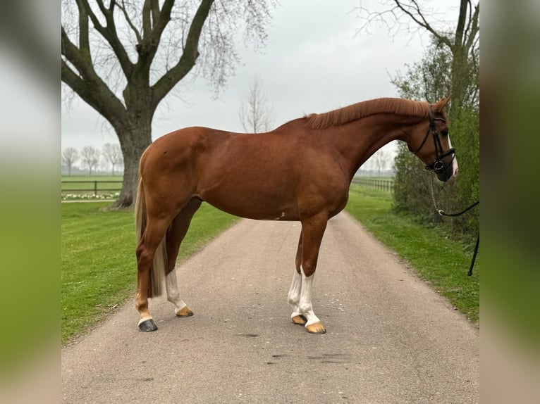 KWPN Wallach 8 Jahre 168 cm Fuchs in Asperen