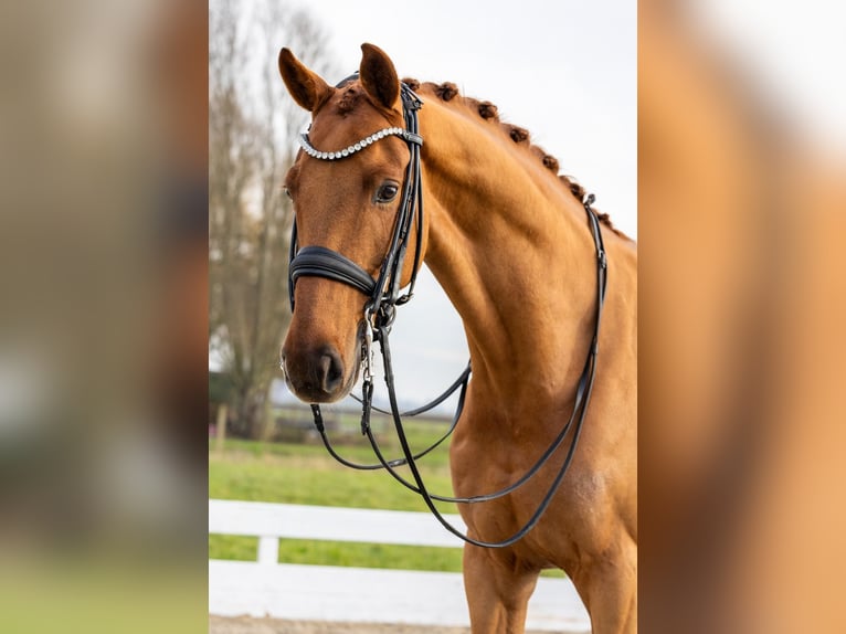 KWPN Wallach 8 Jahre 168 cm Fuchs in Strijen