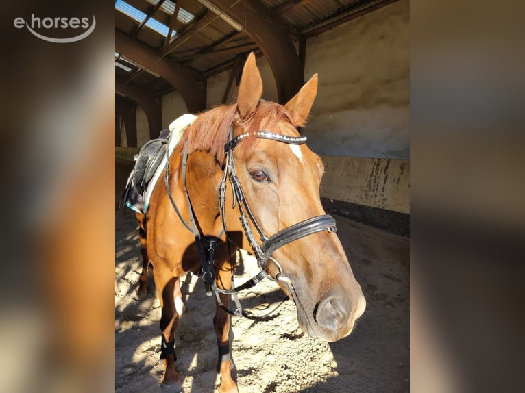 KWPN Wallach 8 Jahre 168 cm Fuchs in Lampertheim