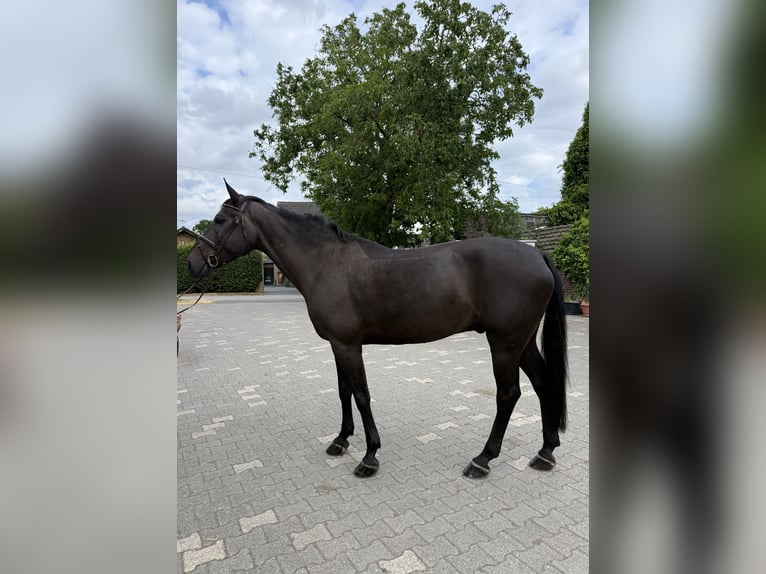 KWPN Wallach 8 Jahre 168 cm Schwarzbrauner in Euskirchen
