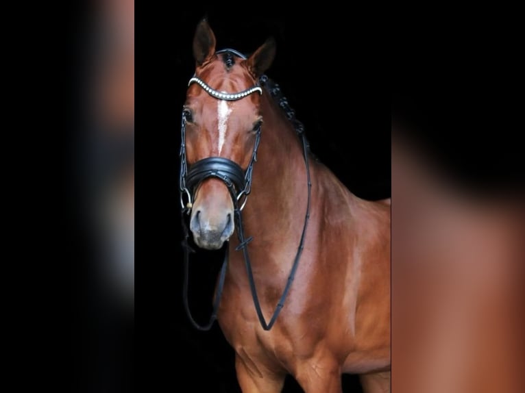 KWPN Wallach 8 Jahre 169 cm Brauner in Oud Gastel