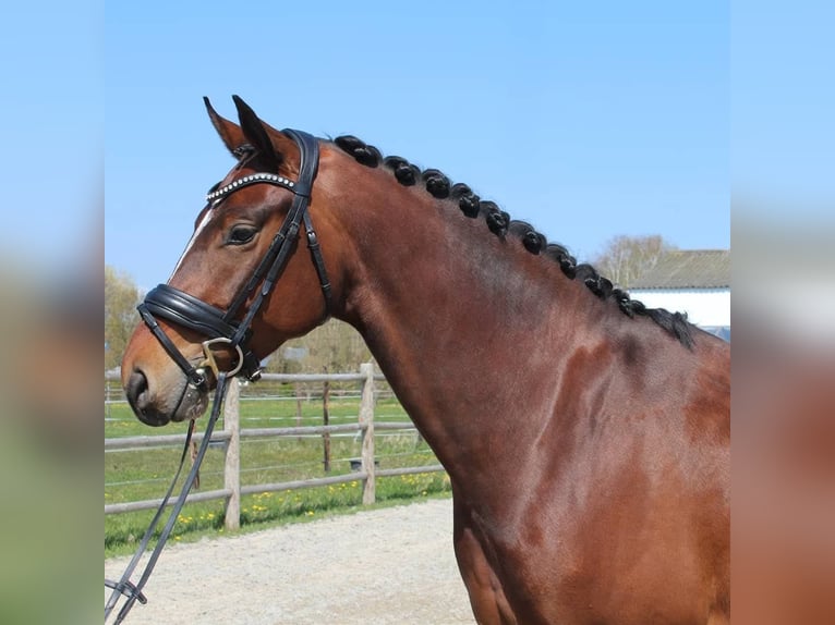 KWPN Wallach 8 Jahre 169 cm Brauner in Oud Gastel