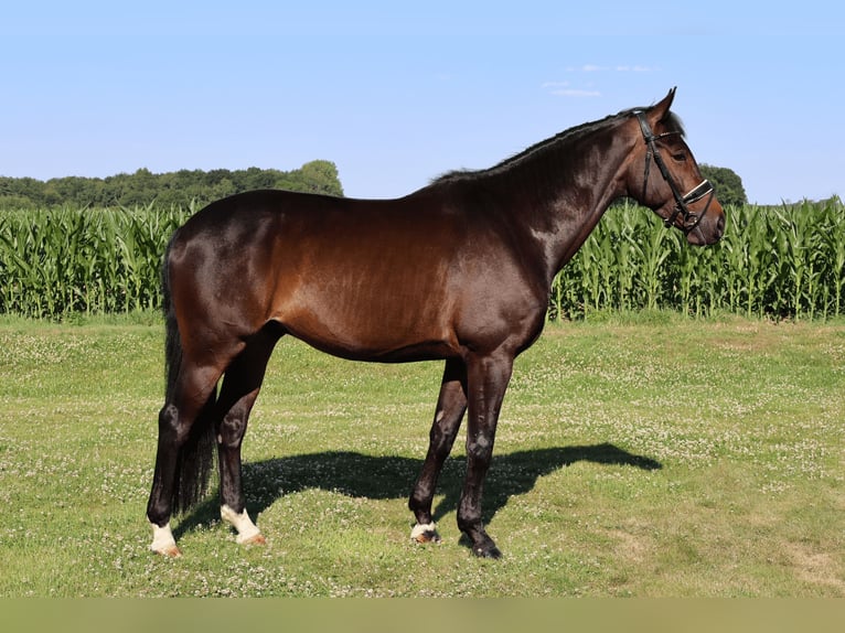KWPN Wallach 8 Jahre 170 cm Brauner in Haftenkamp