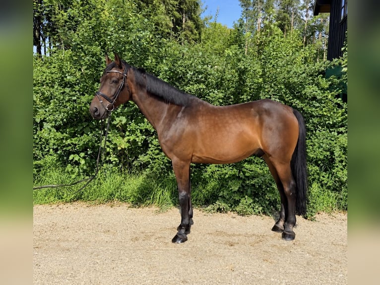 KWPN Wallach 8 Jahre 170 cm Brauner in Davidschlag