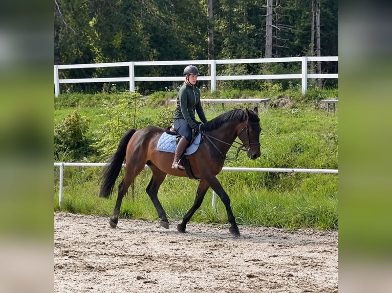 KWPN Wallach 8 Jahre 170 cm Brauner in Davidschlag