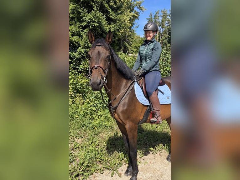 KWPN Wallach 8 Jahre 170 cm Brauner in Davidschlag