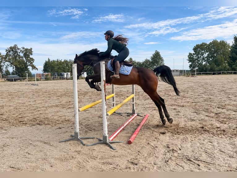KWPN Wallach 8 Jahre 170 cm Brauner in Davidschlag