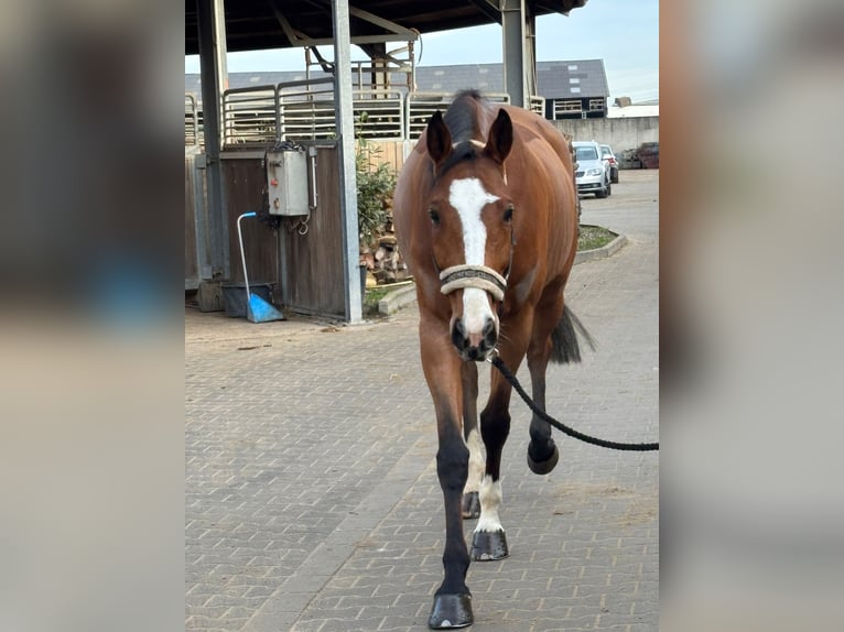 KWPN Wallach 8 Jahre 170 cm Brauner in Grevenbroich