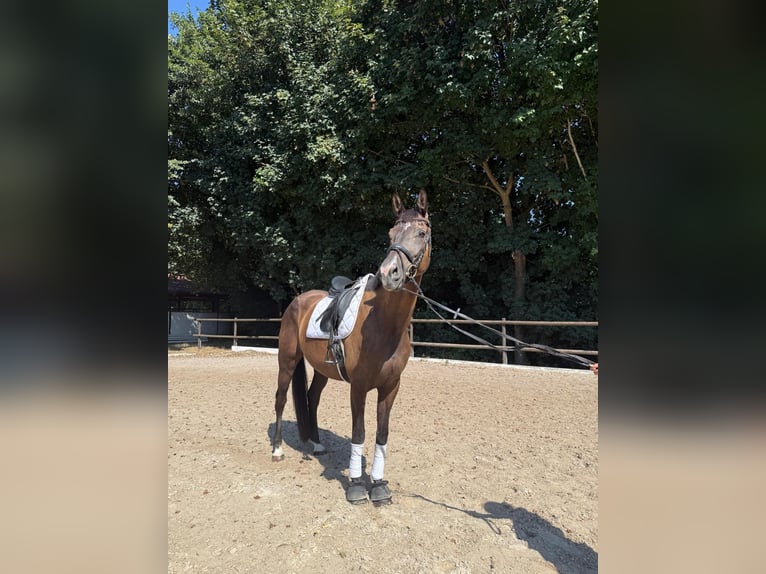 KWPN Wallach 8 Jahre 170 cm Dunkelbrauner in Gundelfingen