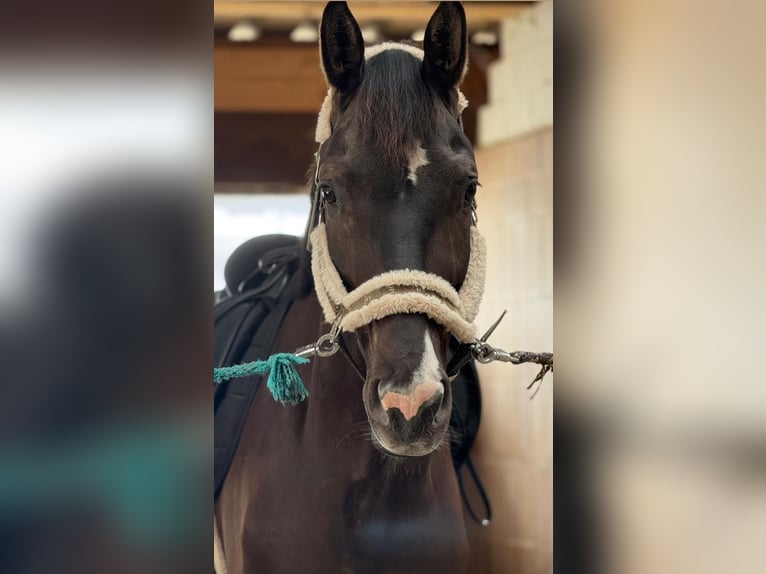 KWPN Wallach 8 Jahre 170 cm Dunkelbrauner in Gundelfingen