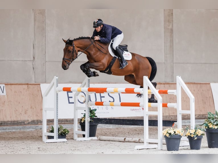 KWPN Wallach 8 Jahre 170 cm Dunkelbrauner in Zruč nad Sázavou