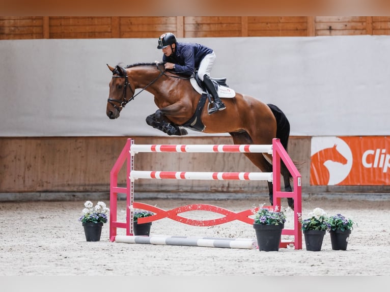 KWPN Wallach 8 Jahre 170 cm Dunkelbrauner in Zruč nad Sázavou