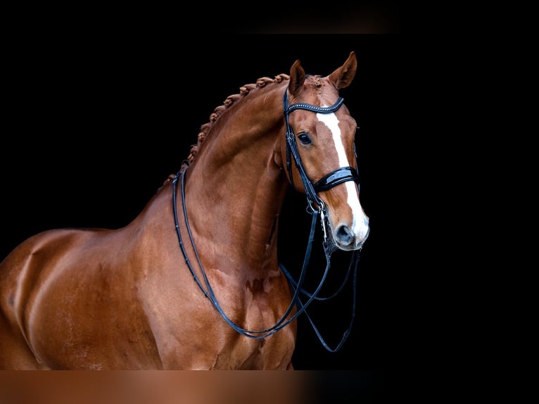 KWPN Wallach 8 Jahre 170 cm Fuchs in Kwadijk
