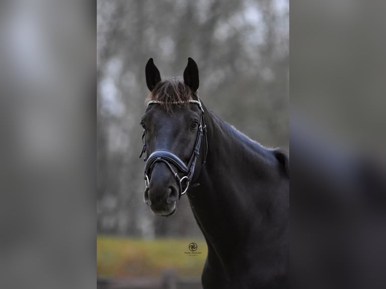 KWPN Wallach 8 Jahre 170 cm Rappe in Slagharen