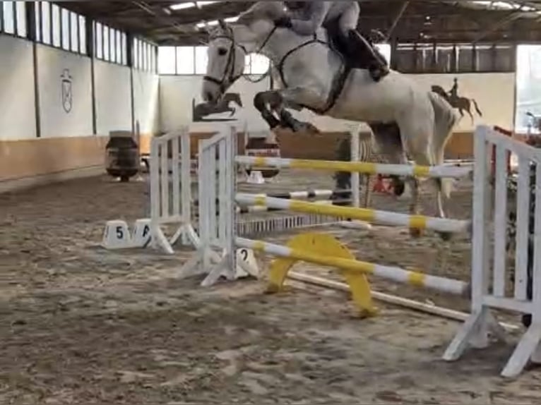 KWPN Wallach 8 Jahre 170 cm Schimmel in Kecskemét