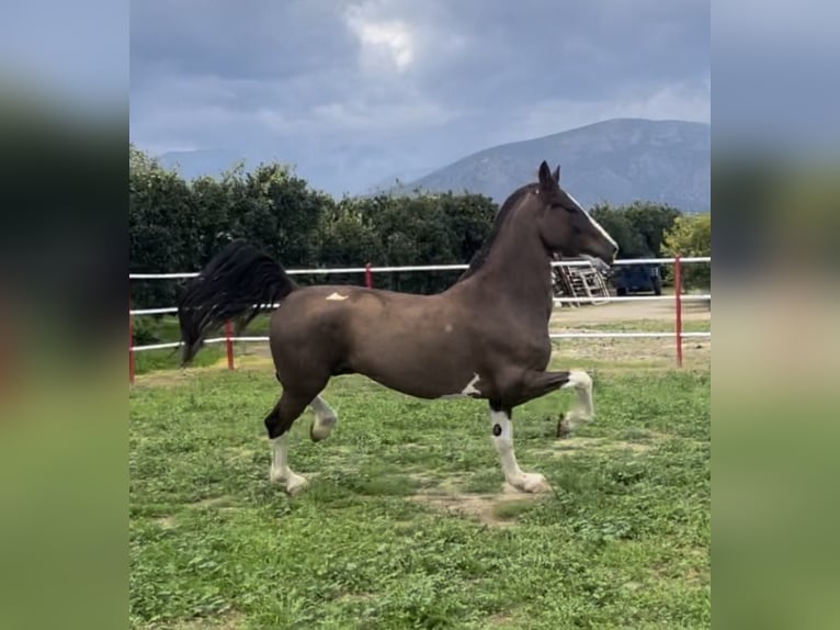 KWPN Wallach 8 Jahre 171 cm Brauner in Argos