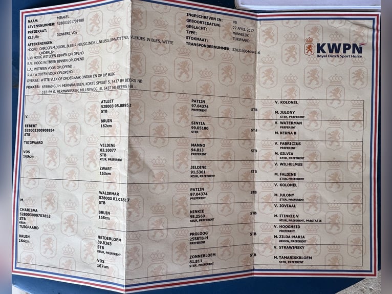 KWPN Wallach 8 Jahre 171 cm Brauner in Argos