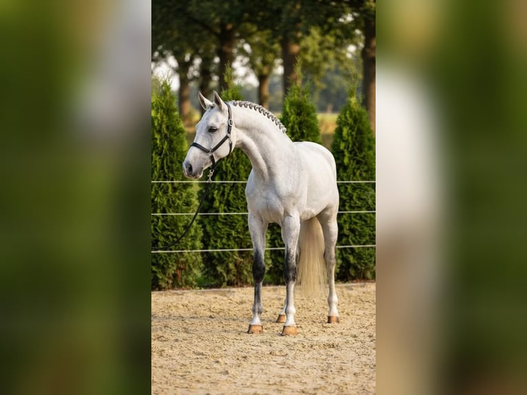 KWPN Wallach 8 Jahre 171 cm Schimmel in Kosice
