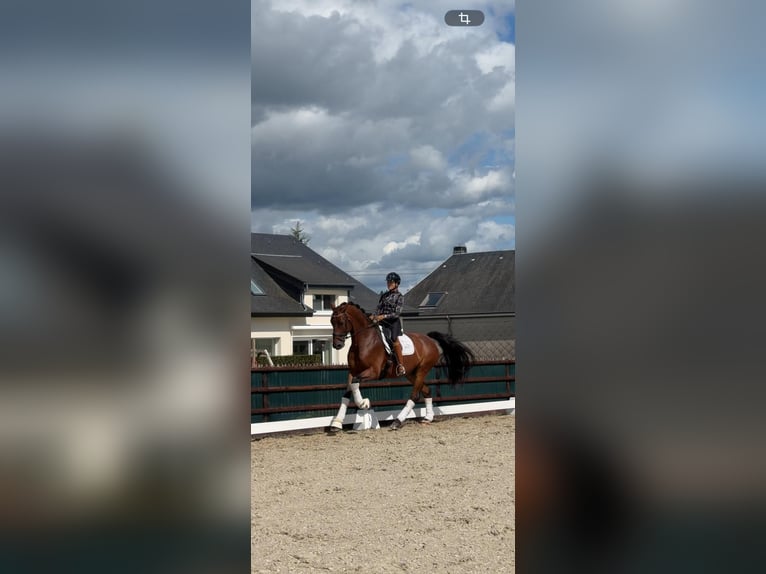 KWPN Wallach 8 Jahre 172 cm Brauner in Sankt Vith
