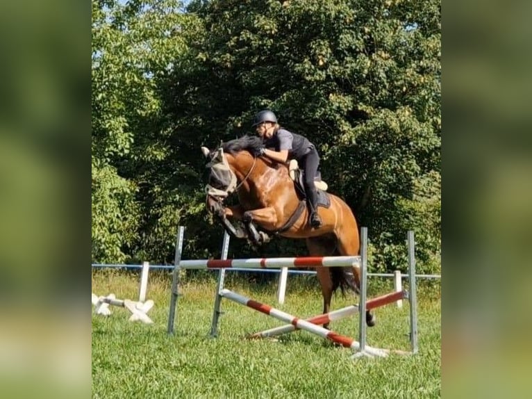 KWPN Wallach 8 Jahre 172 cm Brauner in Ettenheim