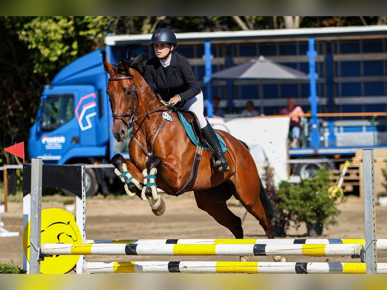 KWPN Wallach 8 Jahre 172 cm Brauner in Hamminkeln