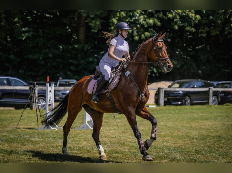 KWPN Wallach 8 Jahre 172 cm Brauner in Hamminkeln
