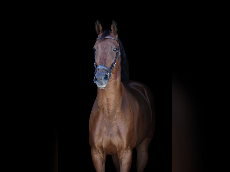 KWPN Wallach 8 Jahre 172 cm Brauner in Hamminkeln