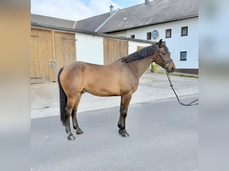 KWPN Wallach 8 Jahre 172 cm Dunkelbrauner in Pelmberg