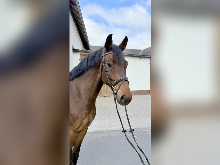 KWPN Wallach 8 Jahre 172 cm Dunkelbrauner in Pelmberg