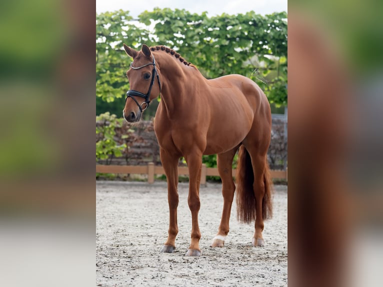 KWPN Wallach 8 Jahre 172 cm Fuchs in Goch