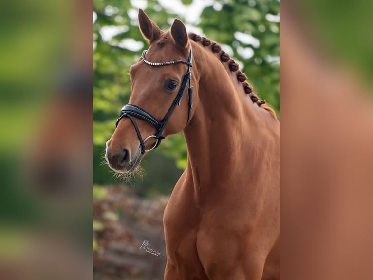 KWPN Wallach 8 Jahre 172 cm Fuchs in Goch