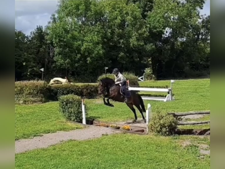 KWPN Wallach 8 Jahre 172 cm Fuchs in Bilthoven