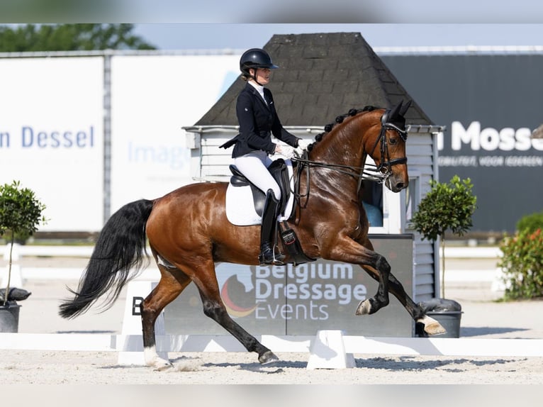 KWPN Wallach 8 Jahre 172 cm Rotbrauner in Antwerp