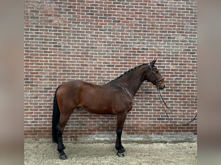 KWPN Wallach 8 Jahre 172 cm  in GROTE-BROGEL