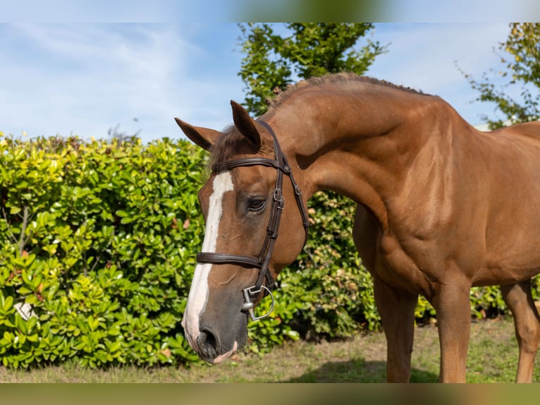 KWPN Wallach 8 Jahre 172 cm  in Weather