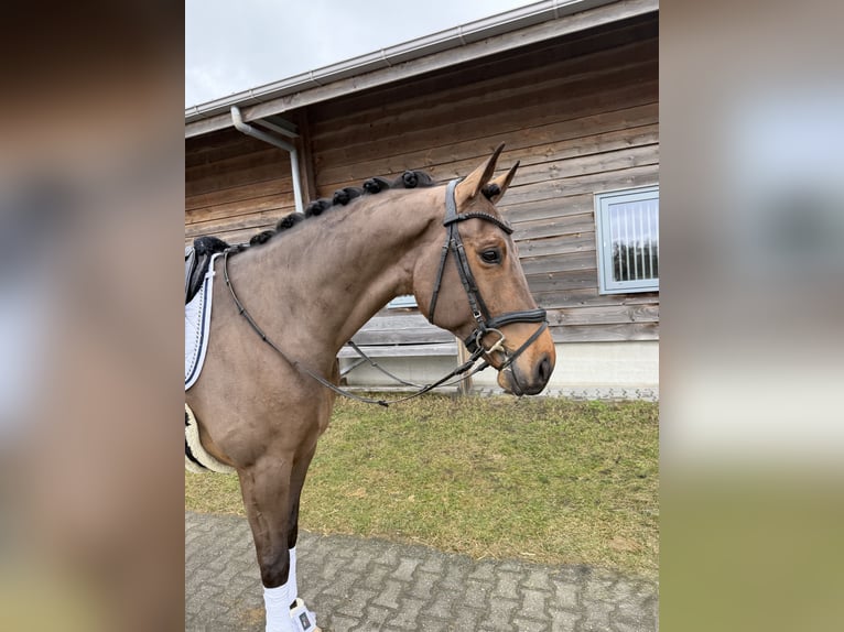 KWPN Wallach 8 Jahre 173 cm Brauner in Enter