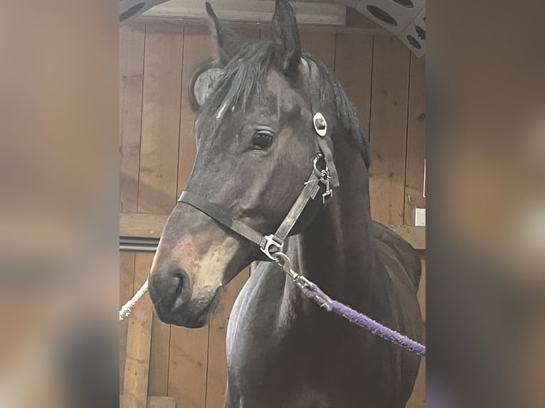 KWPN Wallach 8 Jahre 173 cm Dunkelbrauner in HelfensHetzmannsdorf