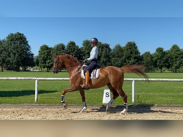 KWPN Wallach 8 Jahre 173 cm Dunkelfuchs in Jaunmarupe