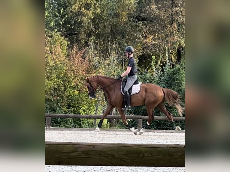 KWPN Wallach 8 Jahre 173 cm Fuchs in Finsing