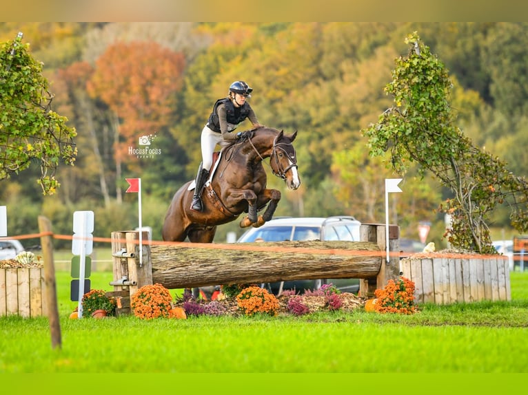 KWPN Wallach 8 Jahre 173 cm Fuchs in Emmer-compascuum